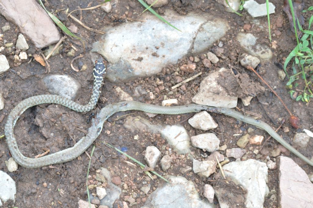 Serpentello morto da identificare